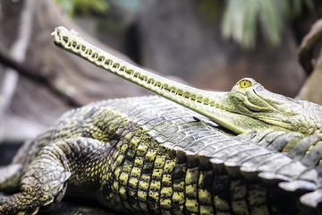 Gavialis Gangeticus Photo