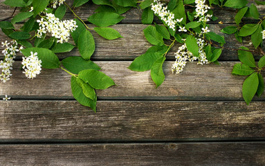 bird cherry on wooden board