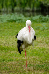 Cicogna in primo piano