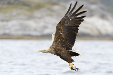 White-tailed Eagle catching fish.