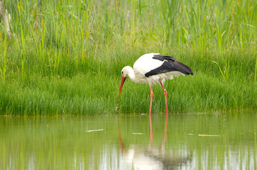 Cicogna pesca e mangia una rana