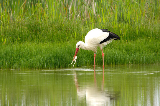 Cicogna pesca e mangia una rana