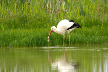 Cicogna pesca e mangia una rana