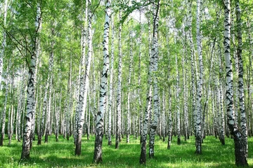 Fotobehang Spring birch forest © Elena Kovaleva