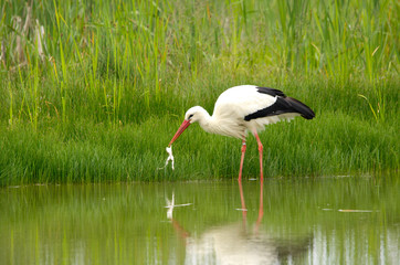Cicogna pesca e mangia una rana