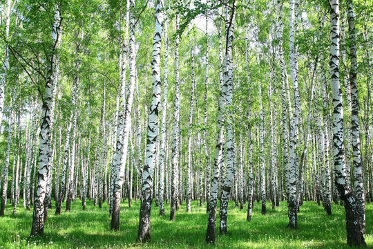 Spring birch forest