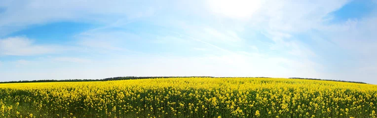  Canola field, yellow rape flowers, rapeseed © Gelia