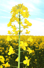 Fototapeta na wymiar Canola field, yellow rape flowers, rapeseed