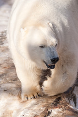 White bear in zoo