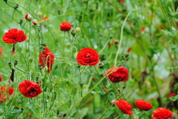 Papaver  rhoeas  Mohnblumen