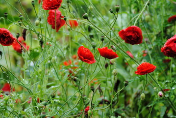 Papaver   rhoeas   Mohnblumen