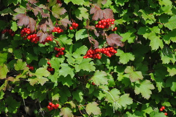 Gewöhnlicher Schneeball Viburnum opulus