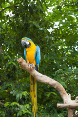 Blue and Yellow Macaw (Arara parrots)