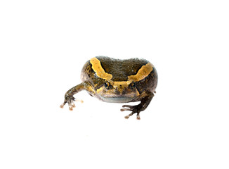 Chubby frog isolated in white background