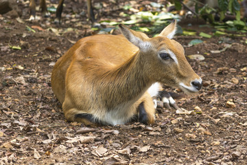 Nilgai (boselaphus tragocamelus)