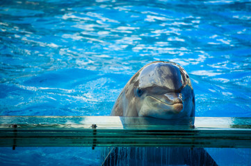 Fototapeta premium Dolphin in Lisbon Zoo