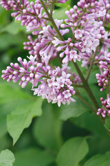 Fototapeta premium Purple Lilac
