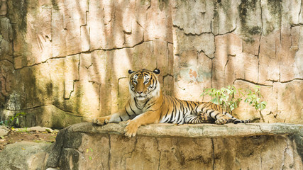 Malayan Tiger ( Panthera tigris jacksoni )
