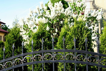 Ogrodzenie z bzem w tle © profit111