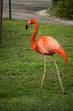 flamingo in Lisbon Zoo