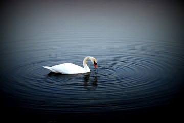 Samotny łabędź © profit111