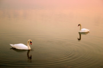 Romantyczne łabędzie © profit111