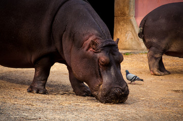 hippo in Lisbon Zoo
