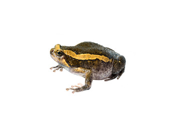 Chubby frog isolated in white background
