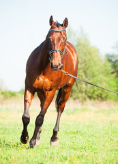 Longeing  bay sportive horse in the spring meadow