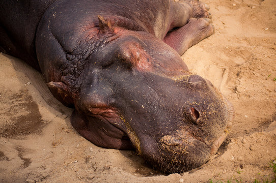 hippo in Lisbon Zoo