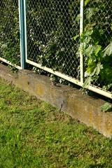 Wróbelek pod płotem © profit111