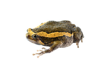 Chubby frog isolated in white background
