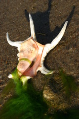 Diabelska muszla © profit111