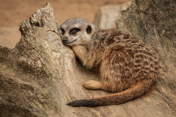 The meerkat or suricate in Lisbon Zoo