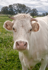 Charolais cattle
