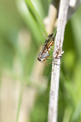 Schnepfenfliege - Rhagionidae - Makroaufnahme