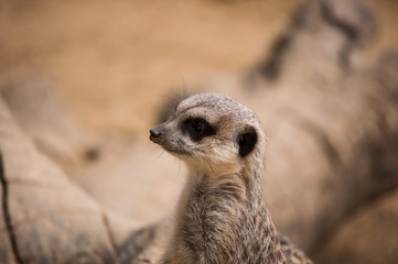 Fototapeta premium The meerkat or suricate in Lisbon Zoo