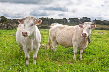 Fototapeta na wymiar Dwie krowy charolais