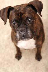 boxer, dog, canine, portrait, friend
