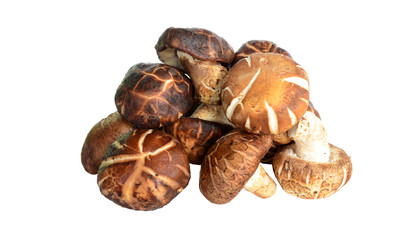 Shiitake mushroom on the White background