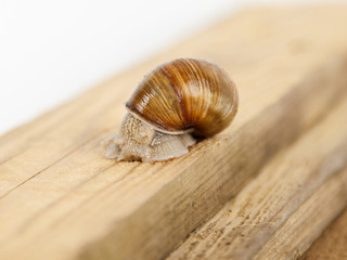 Schnecke