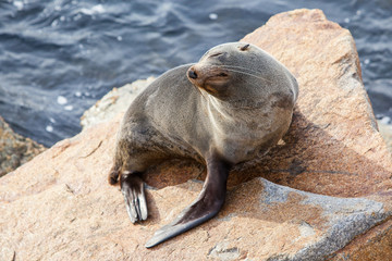 Narooma Seal