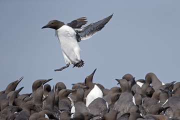 Guillemot, Uria aalge