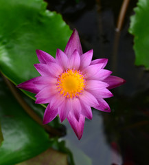 Pink lotus blossoms or water lily flowers blooming on pond
