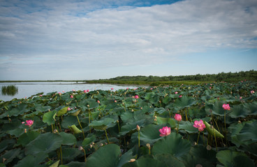 Lotus bloom in the delta of the Volga, Russia
