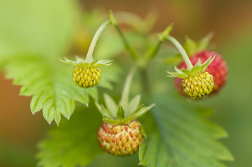 wild strawberry plant with fruits close up with defocused background
