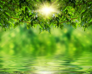 Abstract representation of a spring forest.