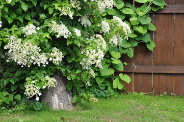 Hydrangea vine on tree on background wooden fence