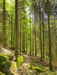 Black Forest Hiking Trail 01 - obrazy, fototapety, plakaty