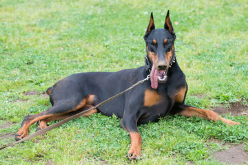 Beautiful Doberman lying down on the grass